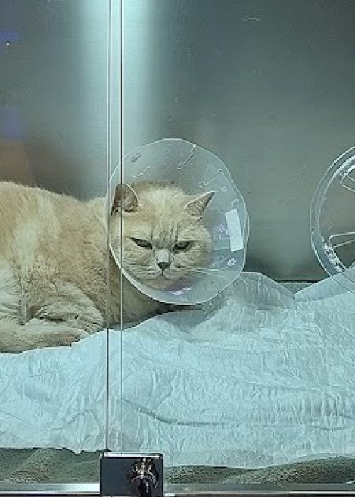 imgi_25_AG0ilSwhkItA5LQrp15TLrs4ZtlcSrGdQDfW2nGaXqic--achEE0Eb9B9FRInQ3YyRQGzWagmL9zfRlTwBPpLFwrxTQLZ1iKlgy7EwNktyqPWxo9bBELU-hiw8wAXDEF2ILWgX0EI22phfEexLGF=s804-k-no