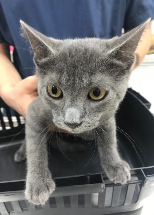 imgi_27_AG0ilSy0Y0Qk3l-dNmrXmdx77vBKoC7sWLlEGb1OXvko18Oh7Z79QB6dTzddYVOAsLtkdonbS-0cxaKAERjcJ8hXDQ5SnifKlrqiaXN82puxr0P5pQZcO9kgbyxowhXfs-GnVXqb