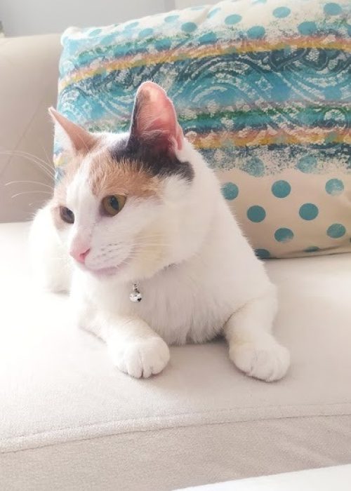 لوگوکلینیک دامپزشکی چاپا