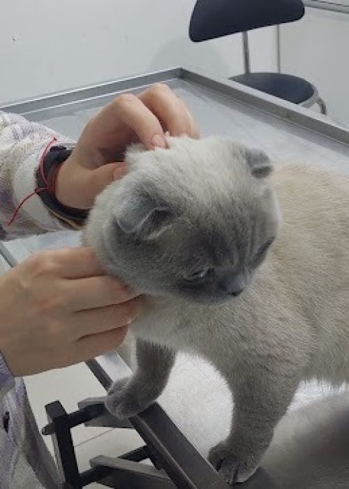 imgi_58_AG0ilSwLX2bZ_H-kL6wHlk0LQuUHS4FGn2iVa9ob6S3sxzIidmJvqwnUxeM8tyuREvd4CNxcQNHtShAm9xGEodyc0nrgJYMNoK6c9VydFlhdrk3TamWaBjcZ48IK1qA_yCrkey1e