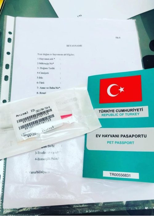 کلینیک دامپزشکی گرین پت یشیل کوی2