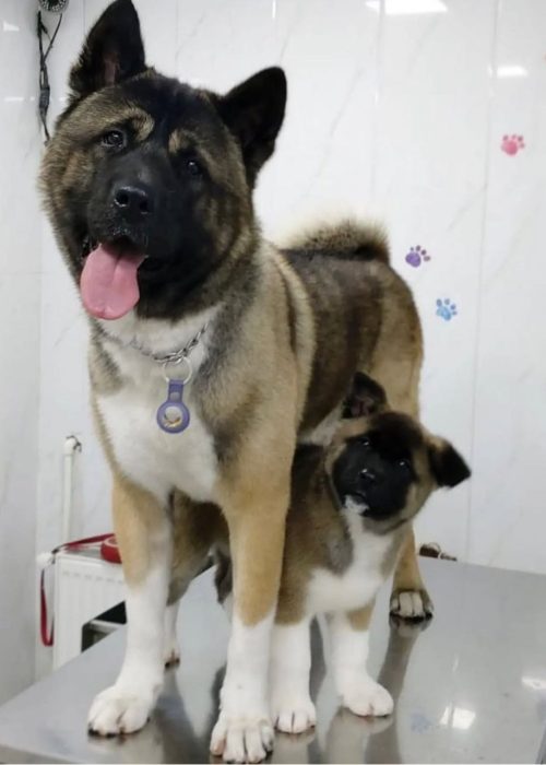 کلینیک دامپزشکی گرین پت یشیل کوی3