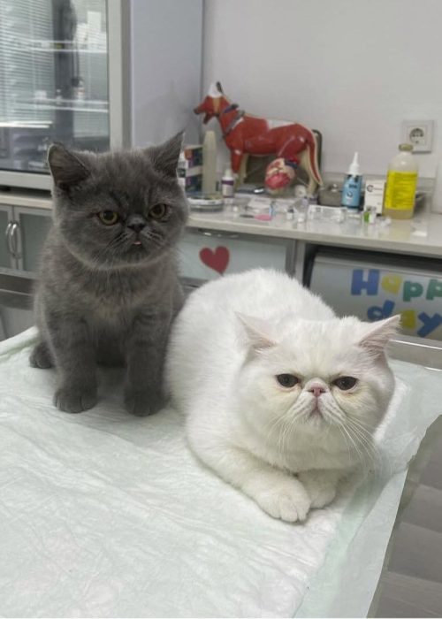 کلینیک دامپزشکی گرین پت یشیل کوی4