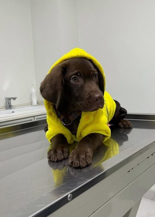 کلینیک دامپزشکی گرین پت یشیل کوی5