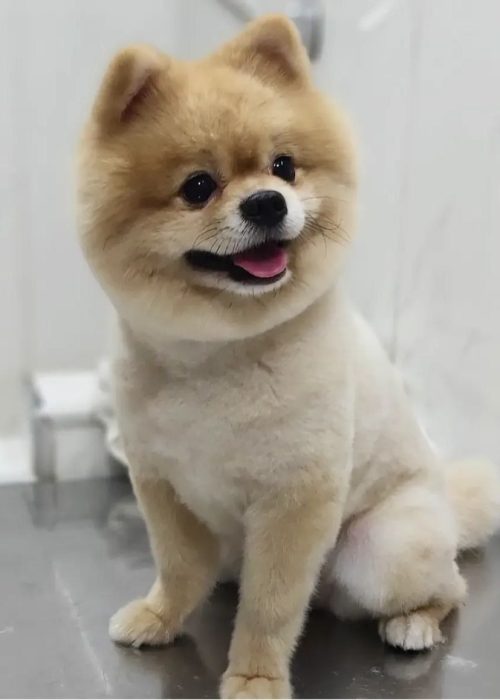 کلینیک دامپزشکی گرین پت یشیل کوی6