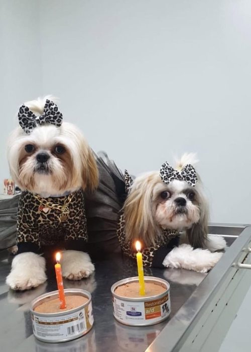 کلینیک دامپزشکی گرین پت یشیل کوی8